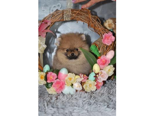 Όμορφα κουτάβια Pomeranian